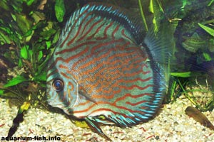 Symphysodon aequifasciatus - Discus - The brown Discus