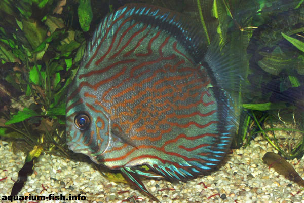 The brown Discus