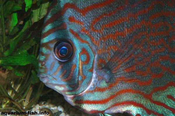 The discus is a truly beautiful fish, and an all time aquarium favourite
