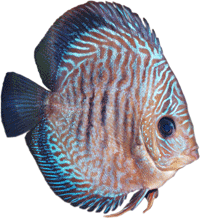 discus