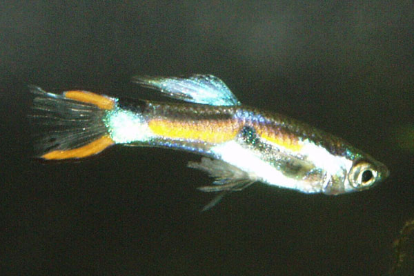 Like all livebearers, Endlers guppys have a gonopodium fin