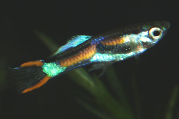 Endlers livebearers are probably another strain of guppy