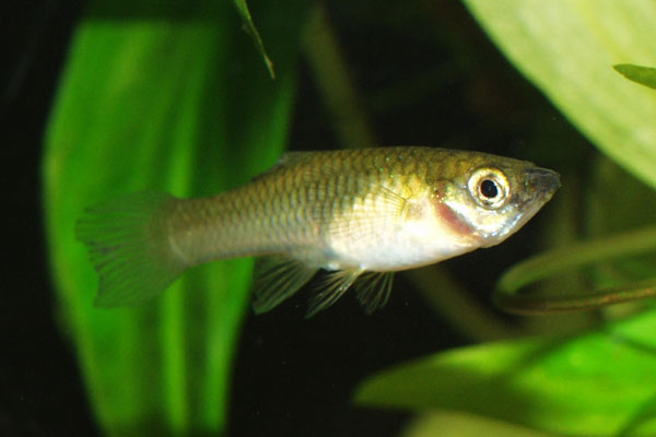 A female