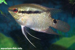 Mesonauta festiva - Festive cichlid - Festive cichlids make fine community fish