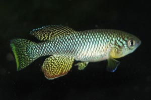 Nothobranchius furzeri - Furzers Notho - Nothobranchius furzeri is one of the shortest lived vertebrates