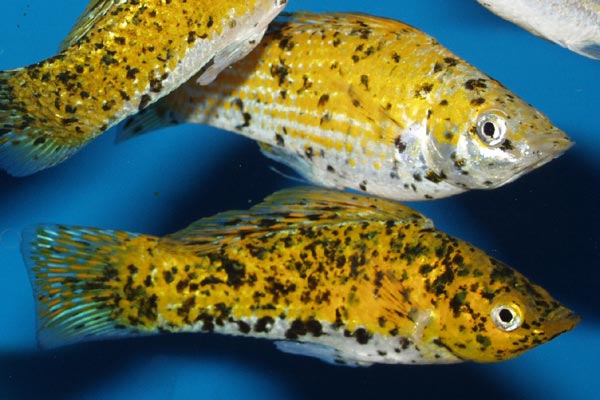 The attractive glowlight marble molly is basically yellow, with a white belly, and varying degrees of black speckling