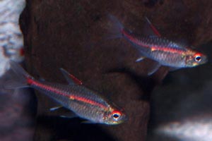 Hemigrammus erythrozonus - Glowlight tetra - Glowlights like a dark, well planted tank