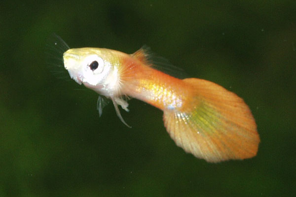 Gold cofre-tailed guppy