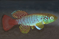 Nothobranchius guentheri