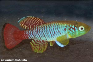 Nothobranchius guentheri -  - Nothobranchius guentheri from Zanzibar Island, Tanzania