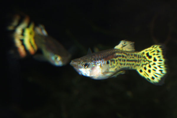 Guppys come in many varieties!