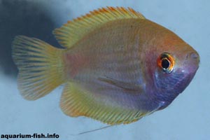 Colisa chuna - Honey gourami - The honey gourami is a popular aquarium species