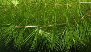 hornwort