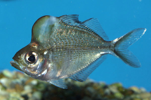 Humphead glassfish