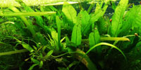 Java fern (Microsorium pteropus)