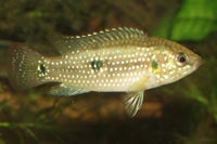 Hemichromis bimaculatus