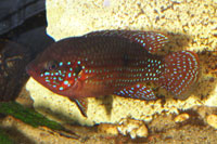 Hemichromis bimaculatus