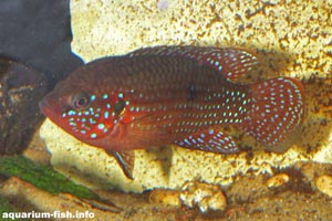 Hemichromis bimaculatus - Jewel cichlid - A colourful male