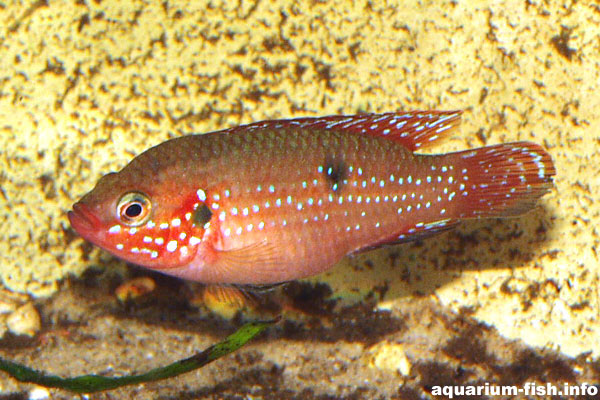 The female Jewel cichlid