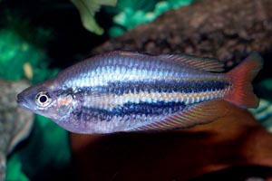 Melanotaenia trifasciata - Jewel rainbowfish - There are many strains (color varieties) of the jewel rainbowfish; some are very different from others