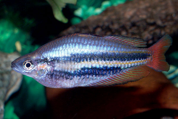 There are many strains (color varieties) of the jewel rainbowfish; some are very different from others