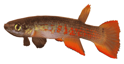 click here for the killifish species list