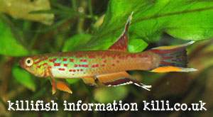 killifish information