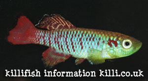 killifish information