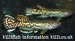 killifish information