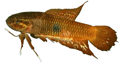 click here for the anabantid species list
