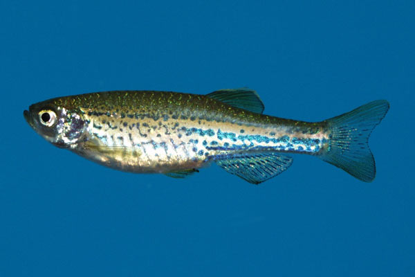 The Leopard danio is closely related to the Zebra danio, Brachydanio rerio