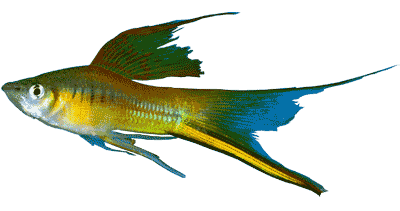 click here for the livebearer species list
