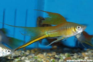 Xiphophorus helleri - Swordtail - Swordtails come in different varieties - pictured is a male lyretail swordtail