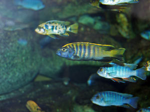 Mbuna cichlids from Lake Malawi