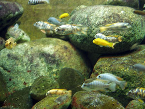 Mbuna cichlids from Lake Malawi