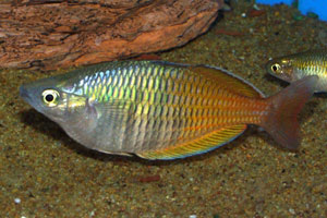 Melanotaenia boesemani - Boesemans rainbow fish - Boesemans rainbow is a stunningly coloured fish, a reason why it is so popular in the aquarium hobby