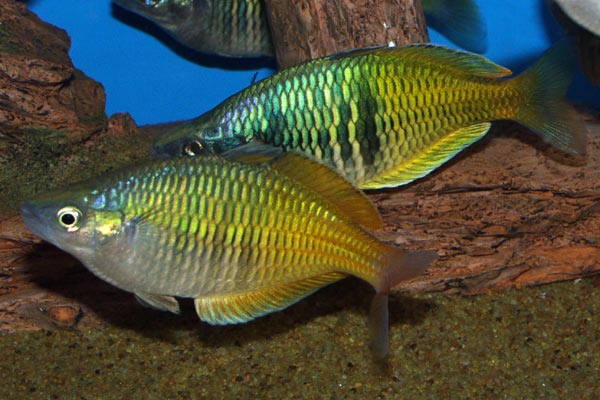 These fish are very active, requiring a large tank in which to swim