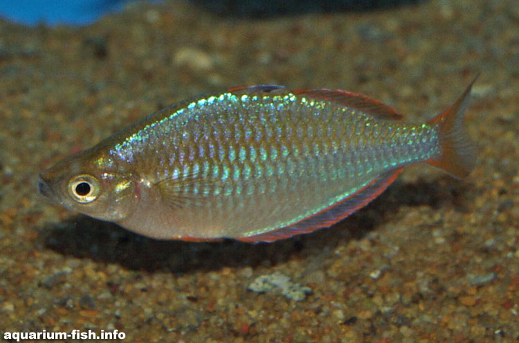 <I>Melanotaenia praecox</I> typically only reach an adult size of 8cm; smaller than many other rainbowfish