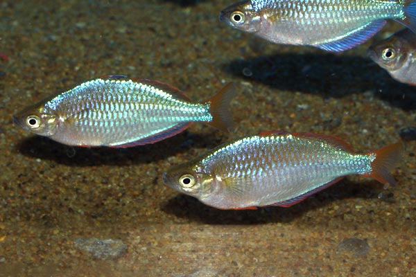 Male dwarf neon rainbows have red fin edges. Females can also have red fin edges, though usually less intense, or orange/yellow