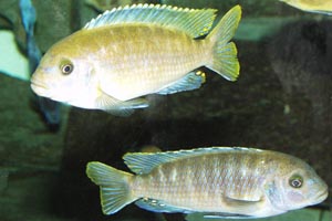 Metriaclima estherae - Red zebra - A pair of males showing typical colouration