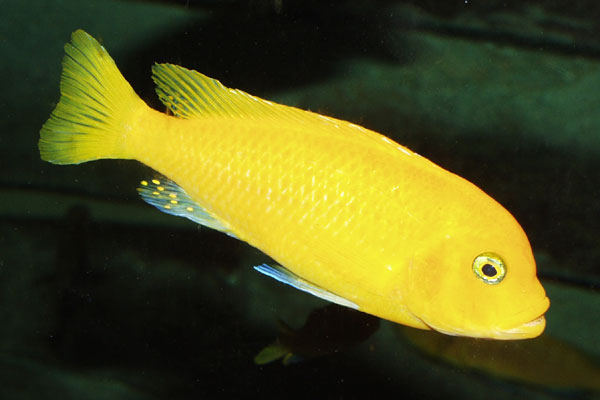 Female Red Zebra cichlid, Metriaclima estherae