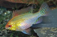 Papiliochromis ramirezi