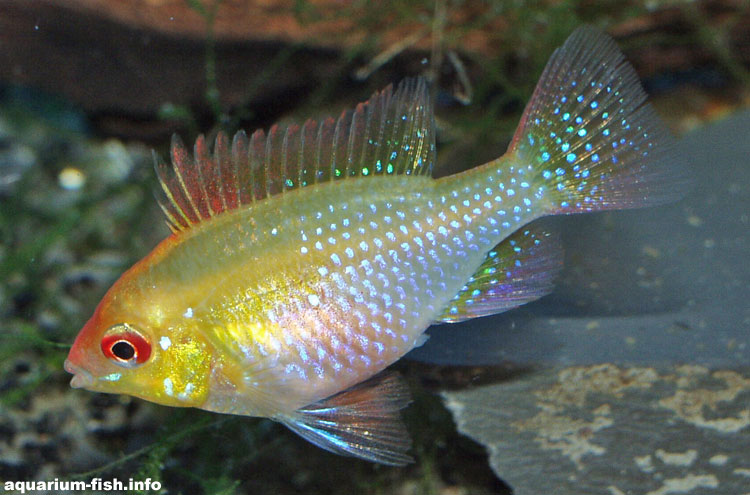 The golden strain of <I>Papiliochromis ramirezi</I>, the golden ram