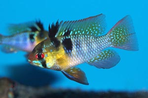 Papiliochromis ramirezi - Ram, Butterfly cichlid - Ram cichlid