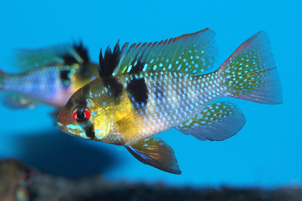 Ram cichlid