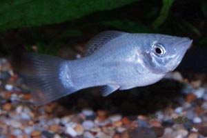 Poecilia sphenops - Molly, Short-Finned Molly, Black Molly, Liberty Molly - Mollies exist in very many colour forms