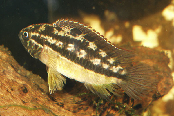 A female showing characteristic checkerboard breeding colouration