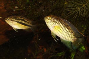 Nannacara anomala - Golden dwarf acara - This pair clearly demonstrate the size and colouration differences of each of the sexes