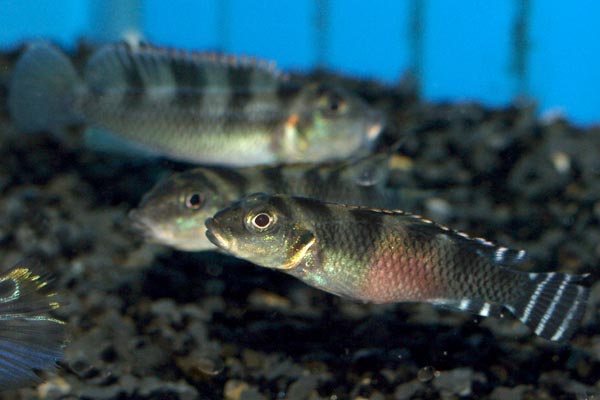 A male (background) displays to a female in the foreground