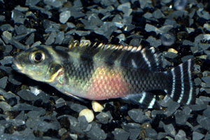 Nanochromis transvestitus - Mai-Ndombe dwarf cichlid - This image shows the female, with red belly and stripey tail